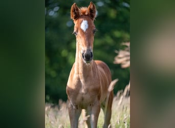 Saddlebred americano, Yegua, Potro (05/2025), 163 cm, Alazán-tostado