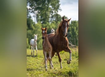 Saddlebred americano, Yegua, , 163 cm, Alazán-tostado
