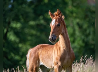 Saddlebred americano, Yegua, Potro (05/2025), 163 cm, Alazán-tostado