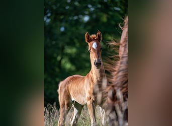 Saddlebred americano, Yegua, Potro (05/2025), 163 cm, Alazán-tostado