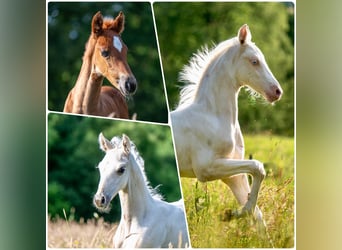 Saddlebred americano, Yegua, Potro (05/2025), 165 cm, Cremello Saddlebred americano, Yegua, Potro (05/2025), 165 cm, Cremello