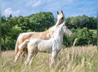 Saddlebred americano, Yegua, Potro (05/2025), 165 cm, Cremello Saddlebred americano, Yegua, Potro (05/2025), 165 cm, Cremello