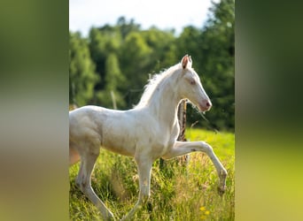Saddlebred americano, Yegua, , 167 cm, Cremello