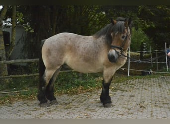 Sächs.-Thüring. koudbloed, Ruin, 18 Jaar, 160 cm, Roan-Red