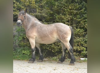 Sächs.-Thüring. Kaltblut, Wallach, 18 Jahre, 160 cm, Roan-Red