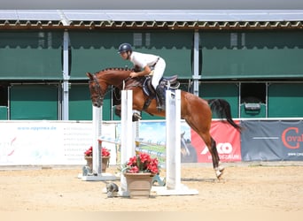 Sächsisches Warmblut, Hengst, 4 Jahre, 164 cm