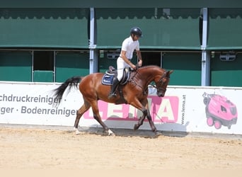 Sächsisches Warmblut, Hengst, 4 Jahre, 164 cm
