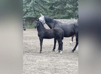 Sächsisches Warmblut, Hengst, Fohlen (02/2025), Schwarzbrauner