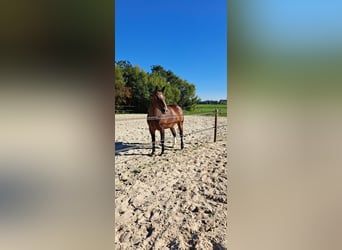 Sächsisches Warmblut, Stute, 10 Jahre, 163 cm, Brauner