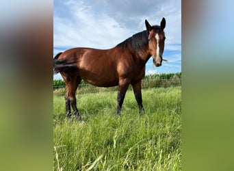 Sächsisches Warmblut, Stute, 10 Jahre, 168 cm, Dunkelbrauner