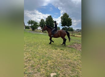 Sächsisches Warmblut, Stute, 10 Jahre, 168 cm, Dunkelbrauner