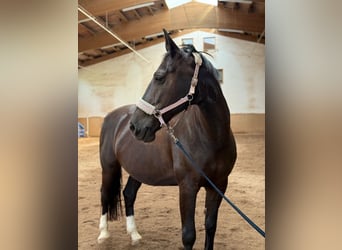 Sächsisches Warmblut, Stute, 10 Jahre, 169 cm, Rappe