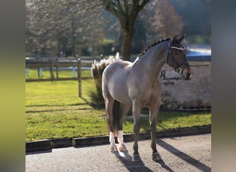 Sächsisches Warmblut, Stute, 12 Jahre, 165 cm, Schwarzbrauner