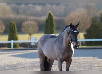 Sächsisches Warmblut, Stute, 12 Jahre, 165 cm, Schwarzbrauner