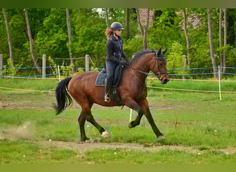 Sächsisches Warmblut, Stute, 14 Jahre, 159 cm, Brauner