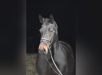 Sächsisches Warmblut, Stute, 14 Jahre, 164 cm, Dunkelbrauner