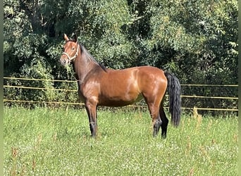 Sächsisches Warmblut, Stute, 2 Jahre, 161 cm, Brauner
