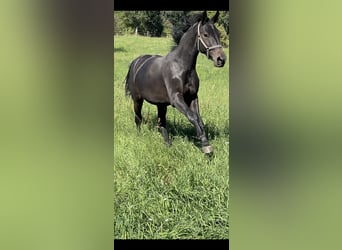Sächsisches Warmblut, Stute, 2 Jahre, 161 cm, Schwarzbrauner
