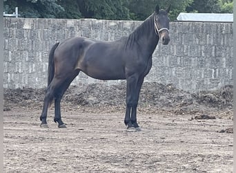 Sächsisches Warmblut, Stute, 2 Jahre, 161 cm, Schwarzbrauner