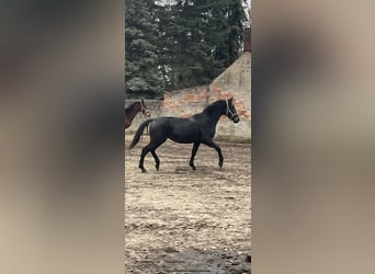 Sächsisches Warmblut, Stute, 2 Jahre, 161 cm, Schwarzbrauner