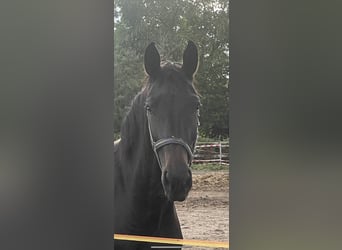 Sächsisches Warmblut, Stute, 2 Jahre, 161 cm, Schwarzbrauner