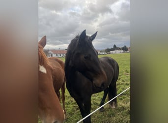 Sächsisches Warmblut, Stute, 4 Jahre, 160 cm, Schwarzbrauner