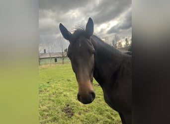 Sächsisches Warmblut, Stute, 4 Jahre, 160 cm, Schwarzbrauner