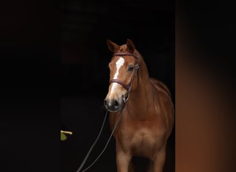 Sächsisches Warmblut, Stute, 5 Jahre, 160 cm, Fuchs
