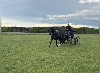 Sächsisches Warmblut, Stute, 5 Jahre, 163 cm, Rappe