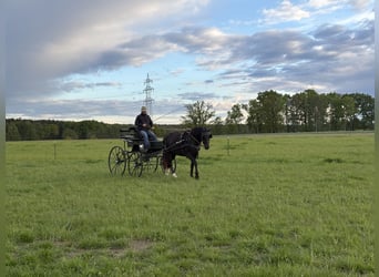 Sächsisches Warmblut, Stute, 5 Jahre, 163 cm, Rappe