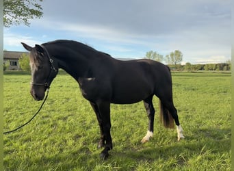 Sächsisches Warmblut, Stute, 5 Jahre, 163 cm, Rappe