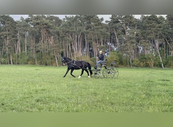 Sächsisches Warmblut, Stute, 5 Jahre, 163 cm, Rappe