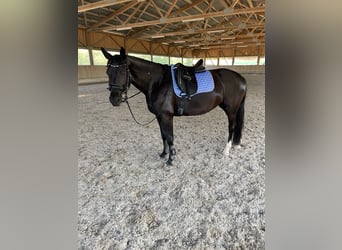 Sächsisches Warmblut, Stute, 6 Jahre, 165 cm, Rappe