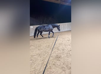 Sächsisches Warmblut, Stute, 7 Jahre, 165 cm, Rappe