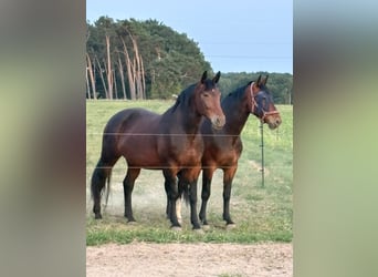 Sächsisches Warmblut, Stute, 8 Jahre, 170 cm
