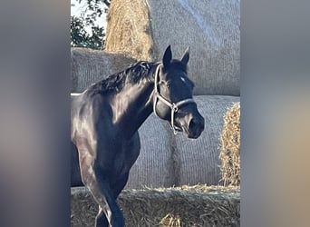 Sächsisches Warmblut, Stute, 9 Jahre, 165 cm, Schwarzbrauner