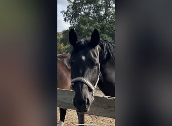 Sächsisches Warmblut, Stute, 9 Jahre, 165 cm, Schwarzbrauner