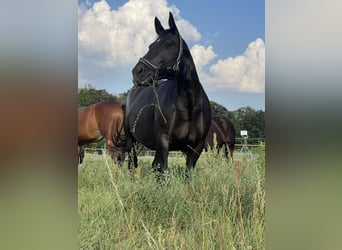Sächsisches Warmblut, Stute, 9 Jahre, 165 cm, Schwarzbrauner