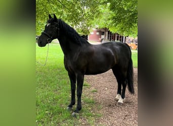 Sächsisches Warmblut, Wallach, 10 Jahre, Rappe