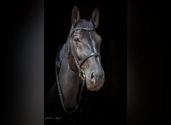 Sächsisches Warmblut, Wallach, 11 Jahre, 180 cm, Rappe