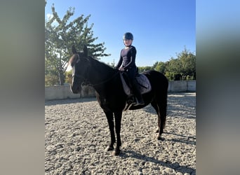 Sächsisches Warmblut Mix, Wallach, 12 Jahre, 155 cm, Dunkelbrauner