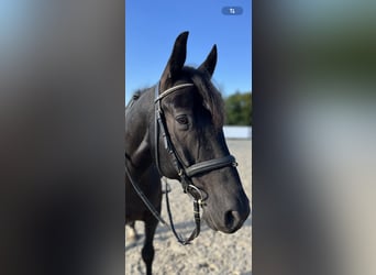 Sächsisches Warmblut Mix, Wallach, 12 Jahre, 155 cm, Dunkelbrauner