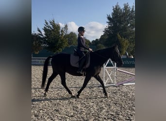 Sächsisches Warmblut Mix, Wallach, 12 Jahre, 155 cm, Dunkelbrauner