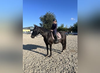 Sächsisches Warmblut Mix, Wallach, 12 Jahre, 155 cm, Dunkelbrauner