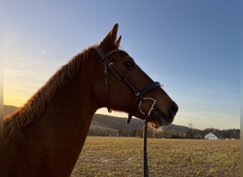 Sächsisches Warmblut, Wallach, 19 Jahre, 176 cm, Fuchs