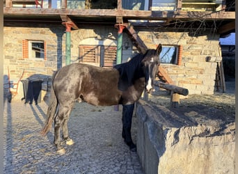 Sächsisches Warmblut, Wallach, 3 Jahre, 165 cm, Rappe