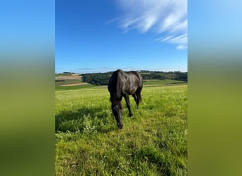 Sächsisches Warmblut, Wallach, 4 Jahre, 165 cm, Rappe