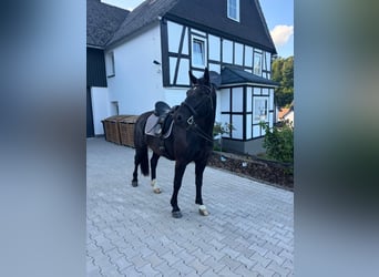 Sächsisches Warmblut, Wallach, 4 Jahre, 165 cm, Rappe