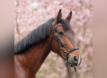 Sächsisches Warmblut, Wallach, 4 Jahre, 174 cm, Brauner