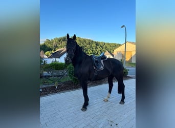 Sächsisches Warmblut, Wallach, 4 Jahre, 175 cm, Rappe